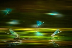 Ballet of the Dragonflies