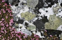 Rondane